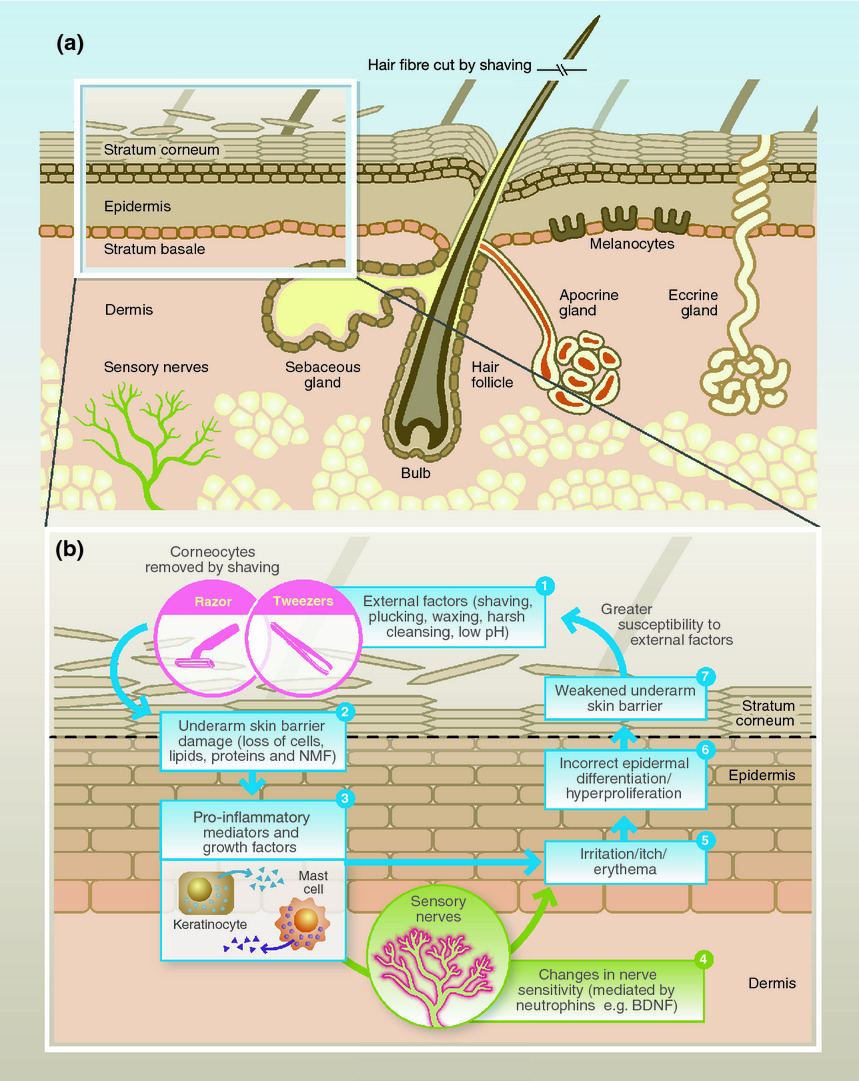 CIRS功效评价,技术实践,腋下皮肤,生理学,特征