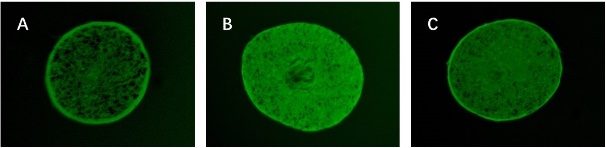 希科检测,化学损伤,发用修护功效,评价方法,核心期刊